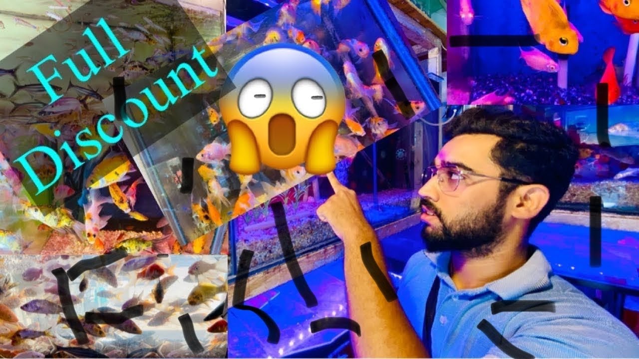 Fish Aquarium Shop Aquarium Fish Price In Pakistan Part 2/All Kind Of Fishes Tank Accessories Shop/