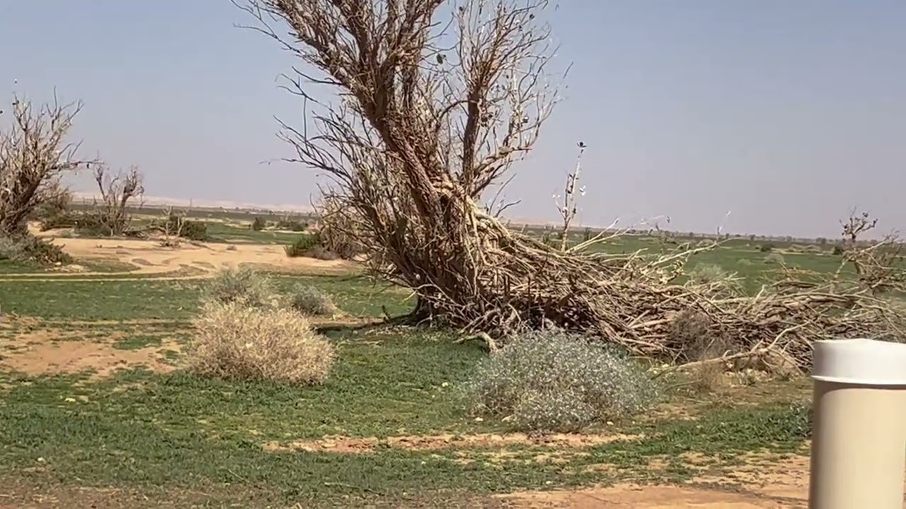 روضة نوره يوم الاحد 8/2/2026