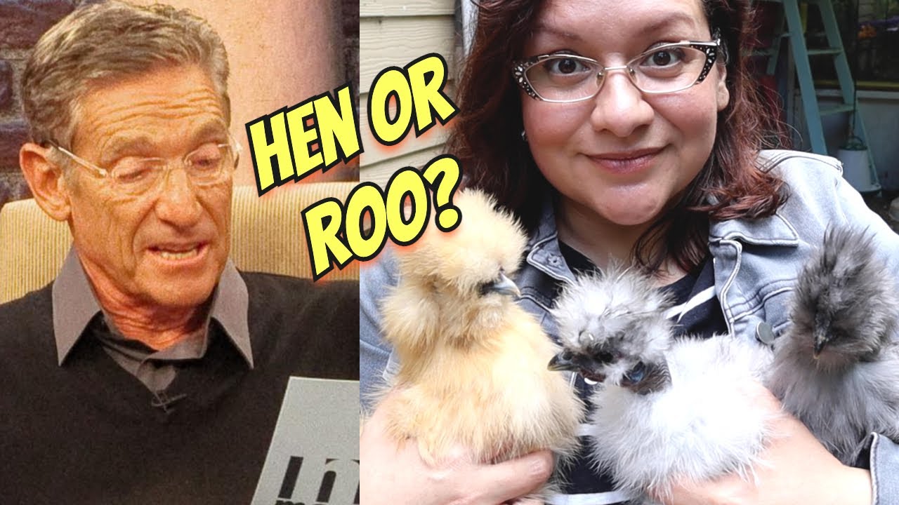 How to tell a Hen from a Rooster (DNA Test?) 🧬🐔🤔