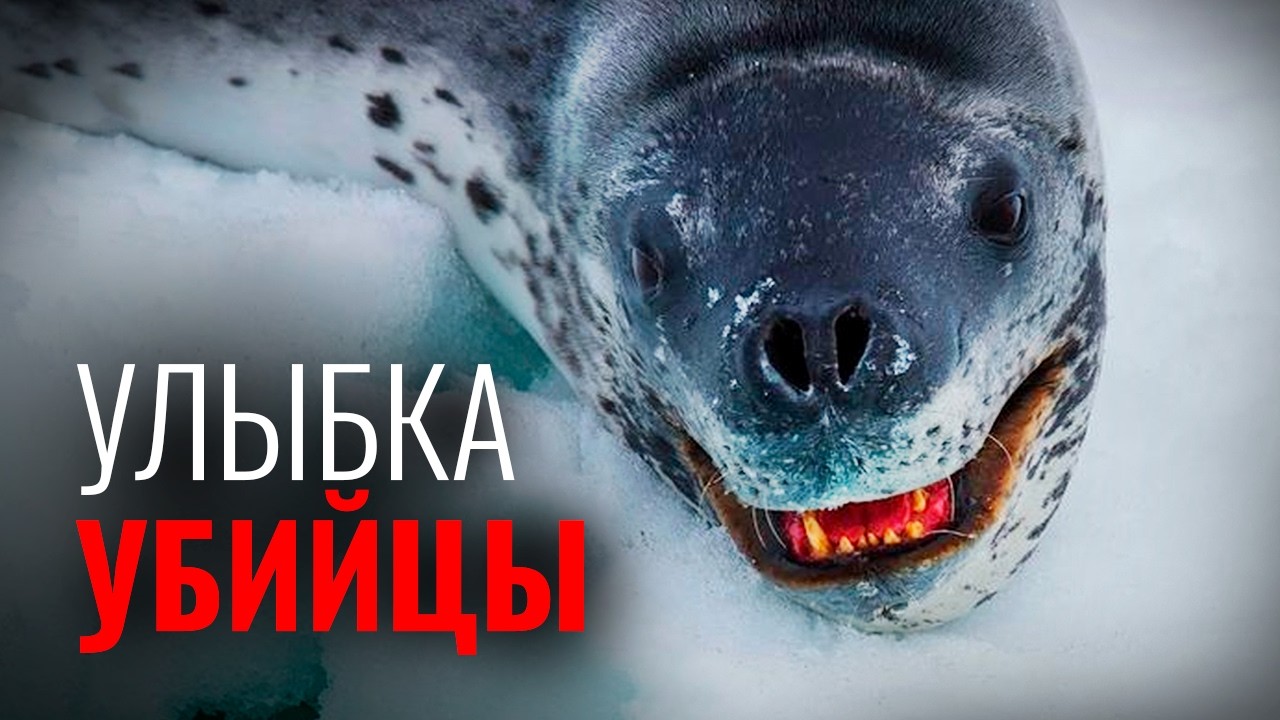 Биология самого милого убийцы Антарктики