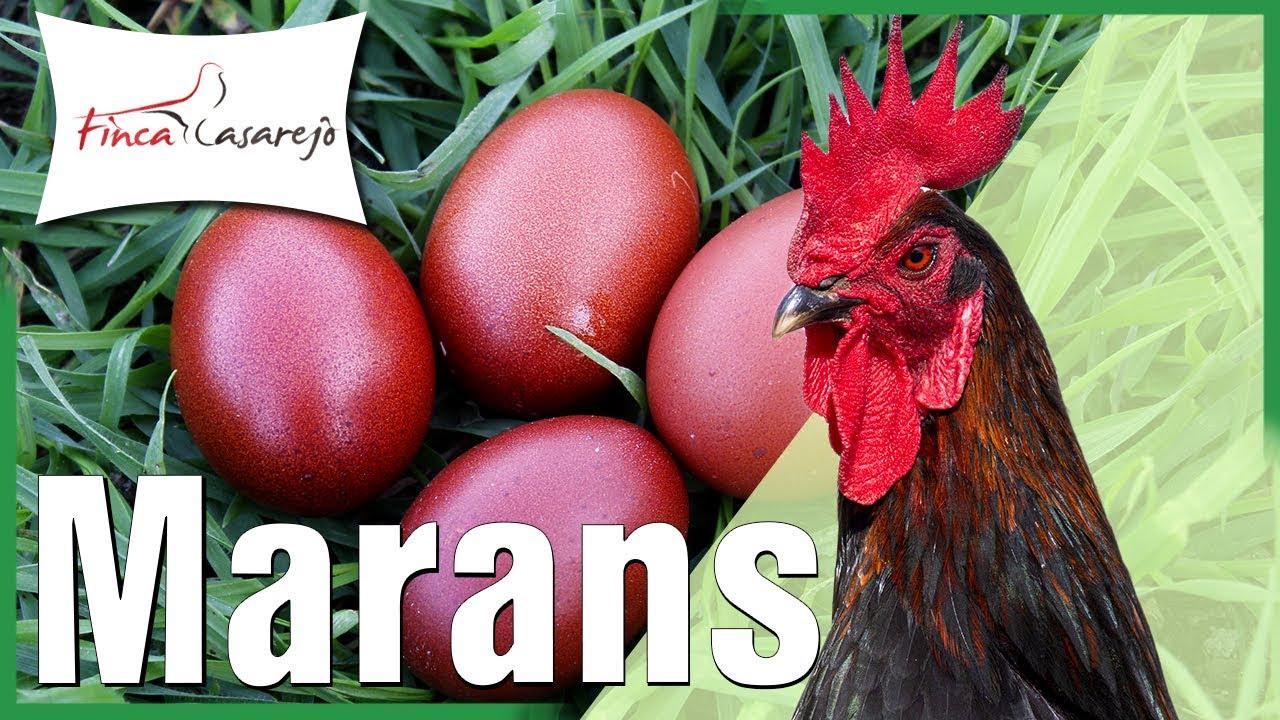 Gallinas Gigantes - Marans 🎉