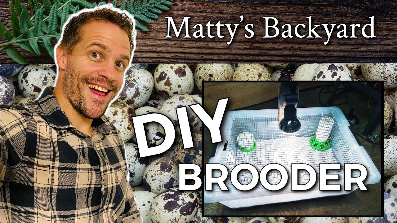 How To Make a Quail Brooder Box #brooder #quail #urbanfarming