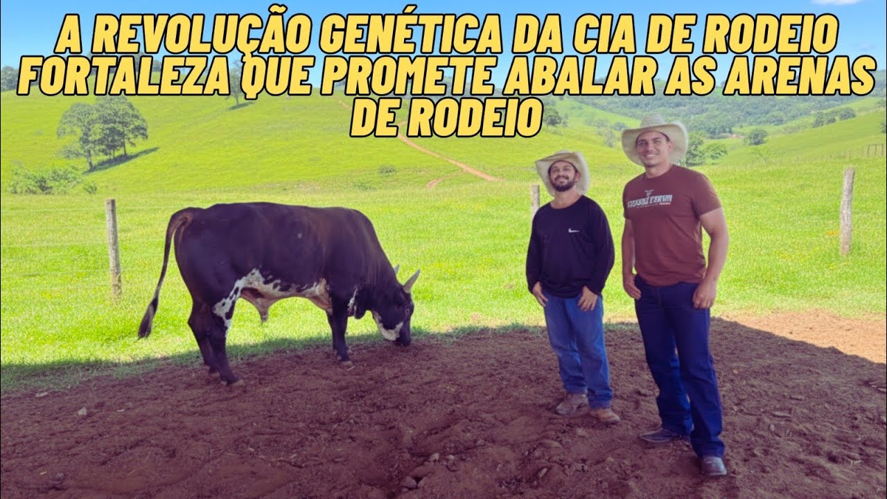 CONHEÇA A NOVA GERAÇÃO DE TOUROS DE GENÉTICA DA CIA DE RODEIO FORTALEZA 
