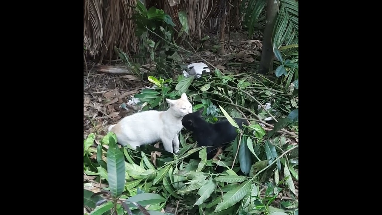 ঝগড়া বিবাদে হয় ক্ষতি। সমঝোতায় লাভ অতি। 🐱