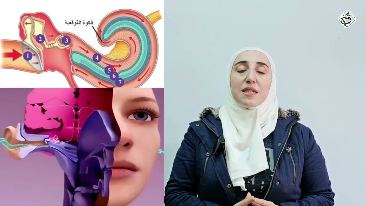 مادة العلوم - الحلقة السابعة عشر - المستقبلات الصوتية و التوازن