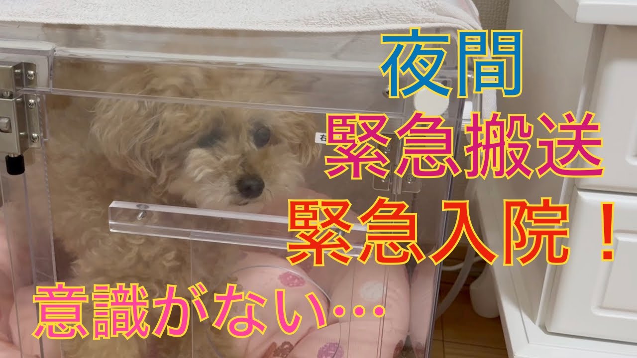 【僧帽弁閉鎖不全症･肺水腫】夜間緊急入院したトイプードル！早期発見の僧帽弁閉鎖不全症でも油断したらダメ