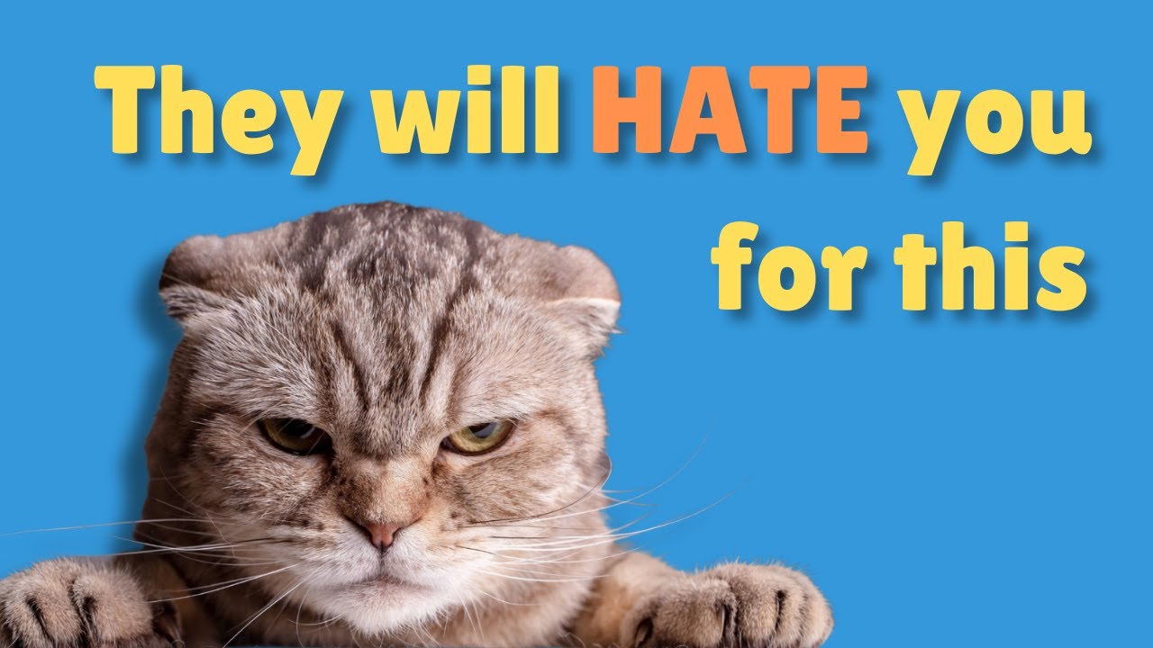 13 Things Cats HATE (you will be surprised)