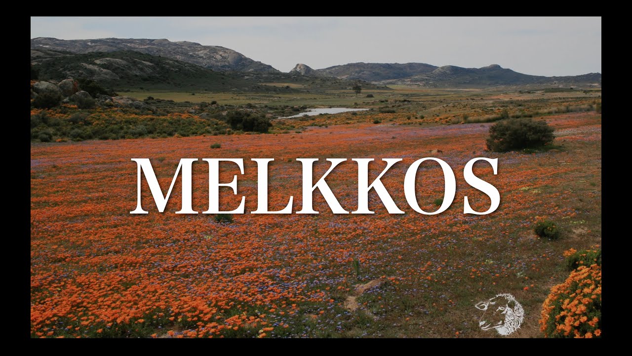 MELKKOS