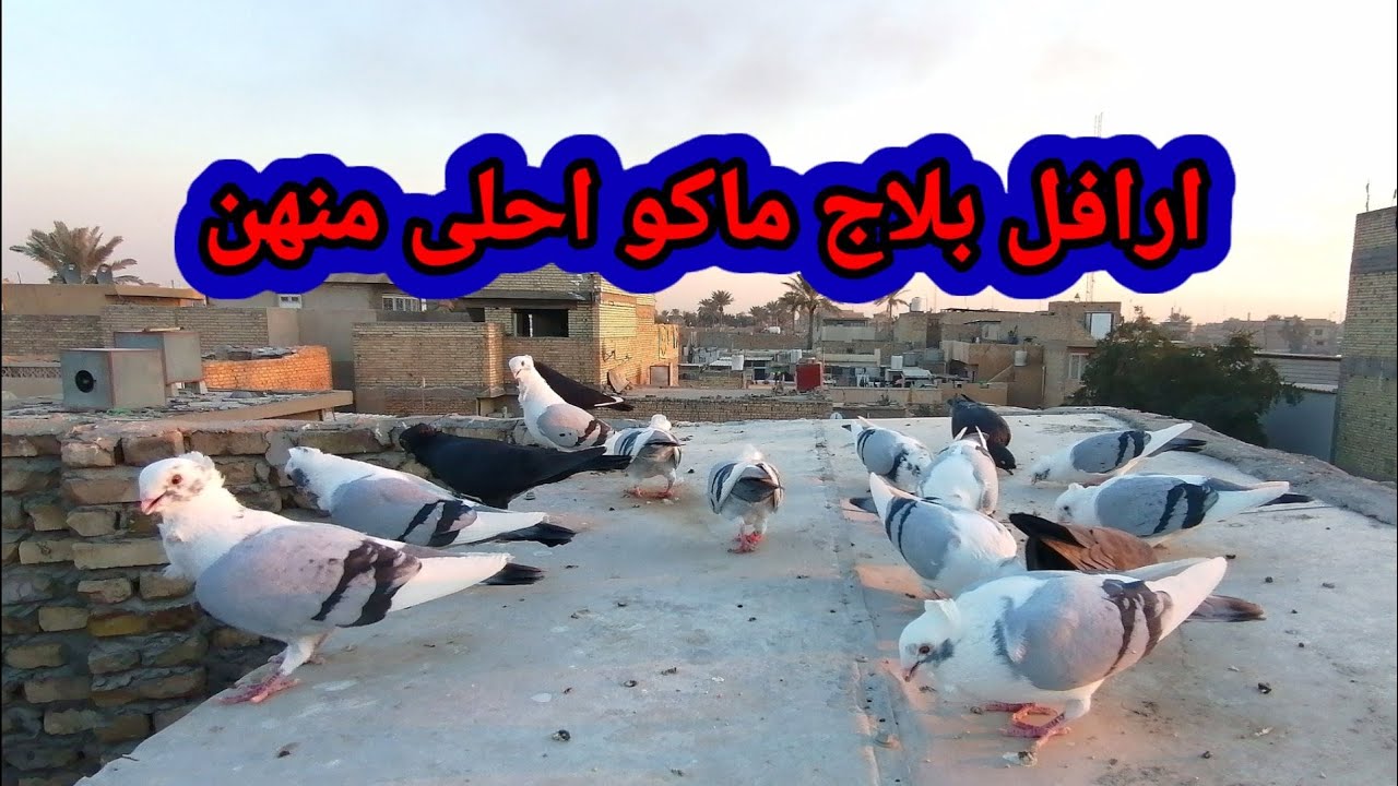 فقرة يوميات السطح اليوم طيرنه الارافل بلاج