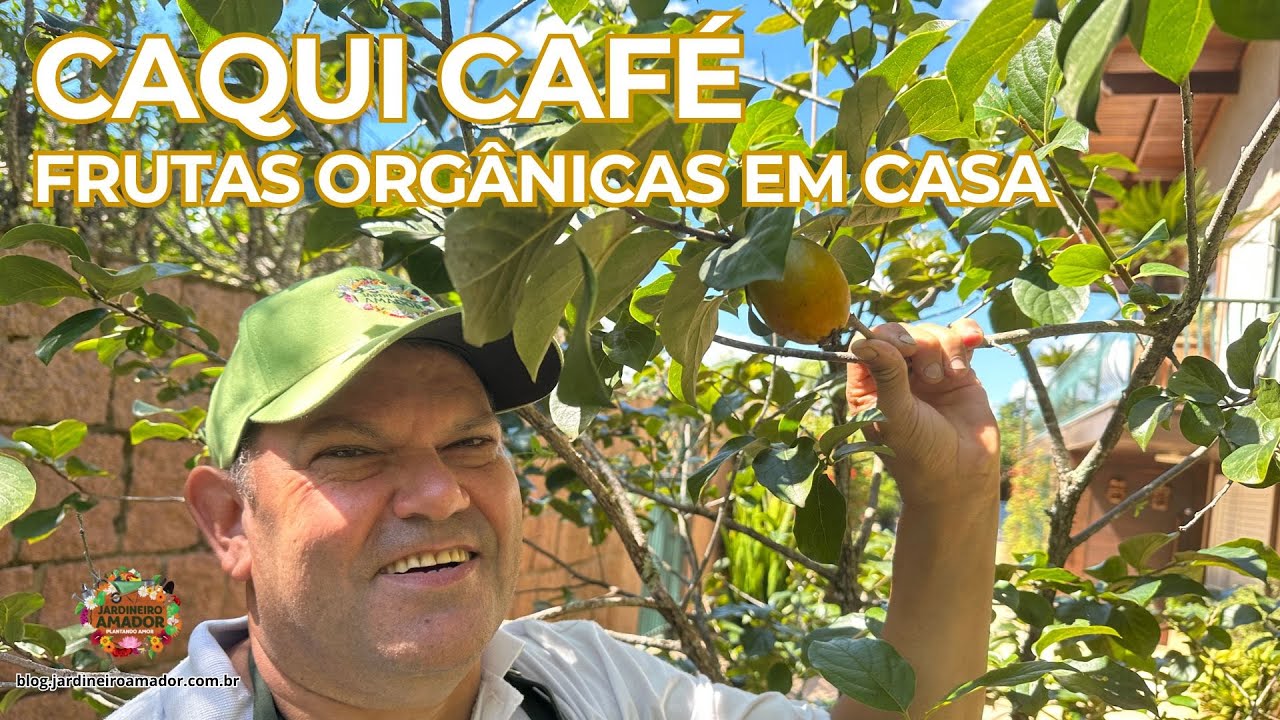 Plante Caqui Café | Frutas Orgânicas no Pomar em Casa