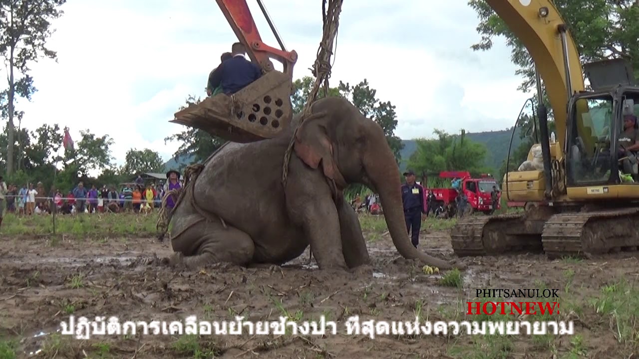 ช้าง201060