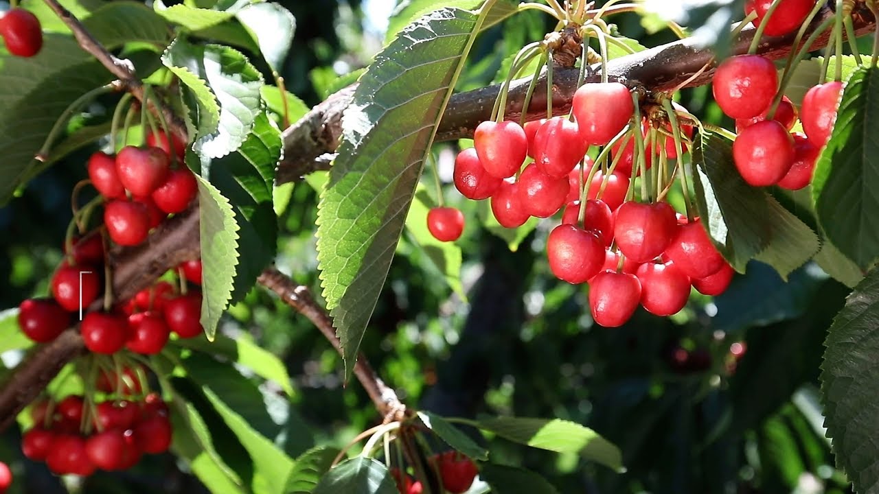Identify little cherry disease and Western X bacterium symptoms