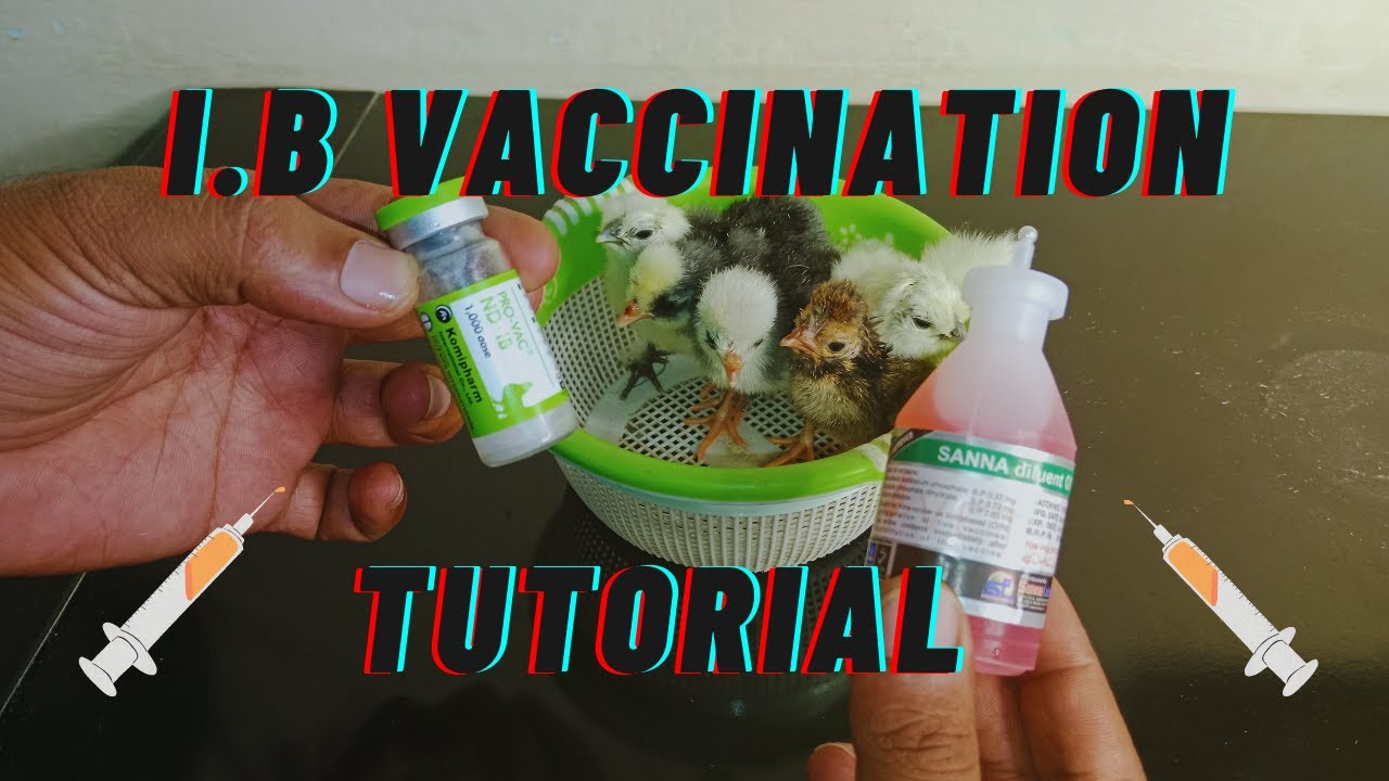 ND IB Vaccination For Chicks | Complete Tutorial 🐥💉