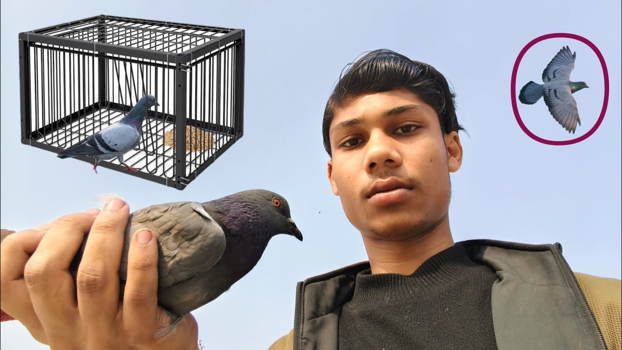 Kabootar pakra aur azad kiya lakin kyu🤔