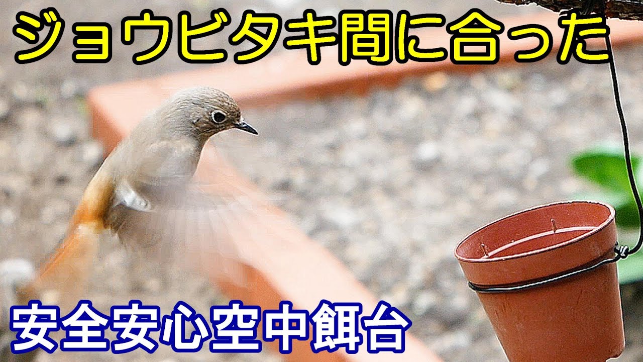 植木鉢でバードフィーダー（野鳥の餌台）ミルワーム編2～ジョウビタキ/シジュウカラ/スズメ