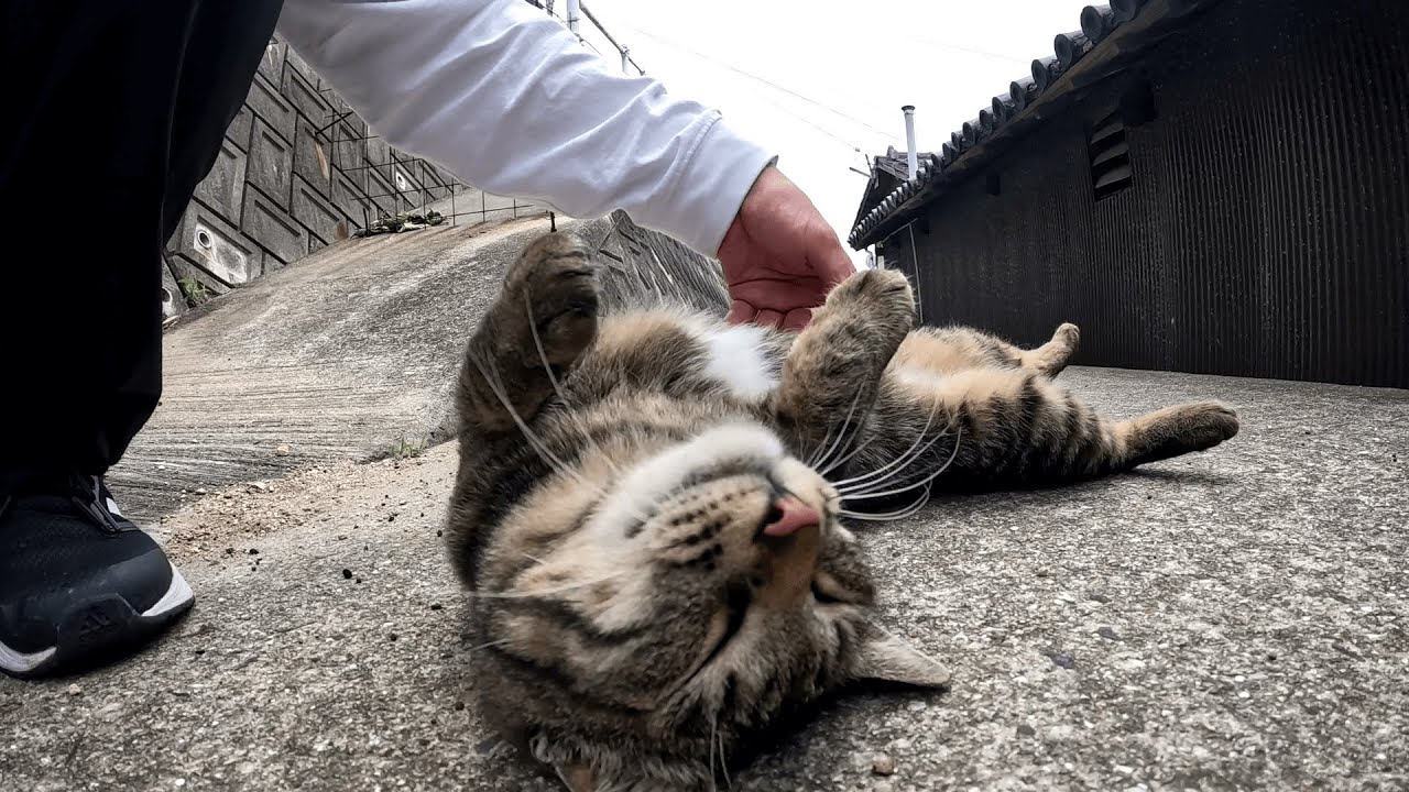 男木島　変わり身の早過ぎるキジトラ猫が、身の安全を確信した途端態度を180度コロッと変えてゴロニャンと甘えてきた