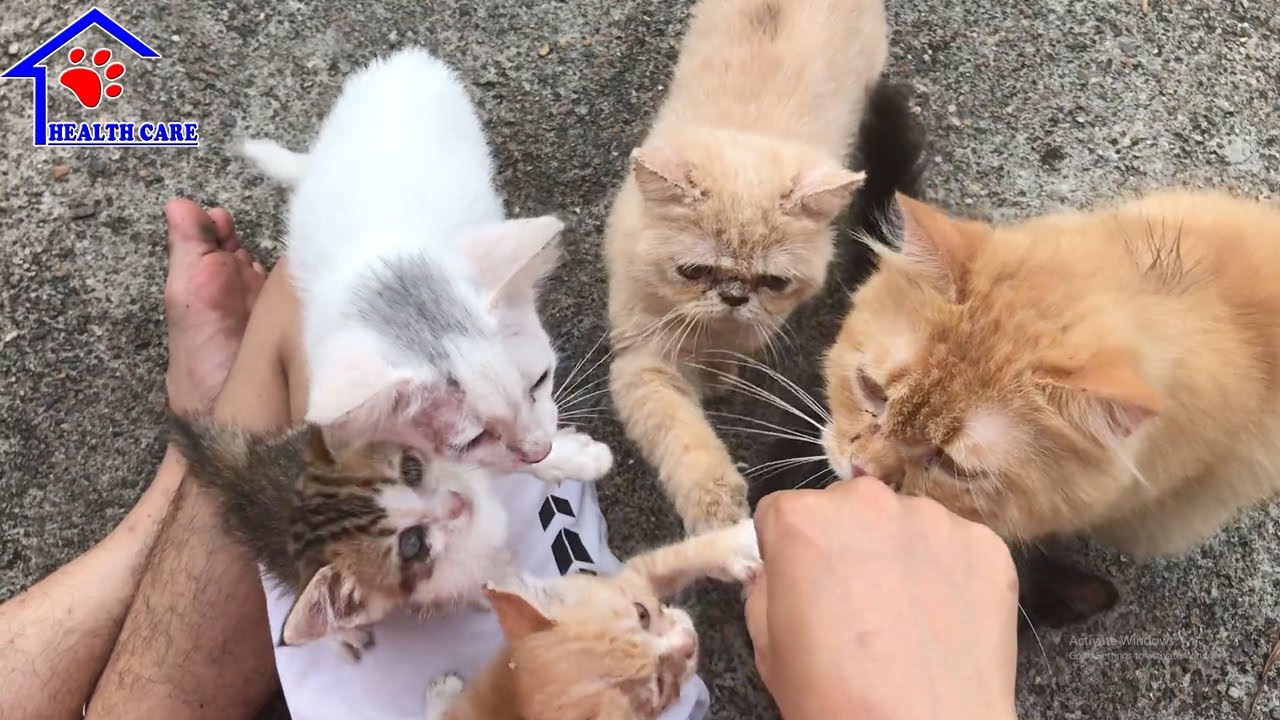 Детские котята мяукают безумно и громко просят еды