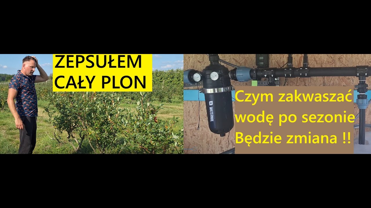 Jaki Kwas Do Zakwaszania Po Zakończeniu Sezonu Borówkowego A Także Mój Największy Błąd w Uprawie !!