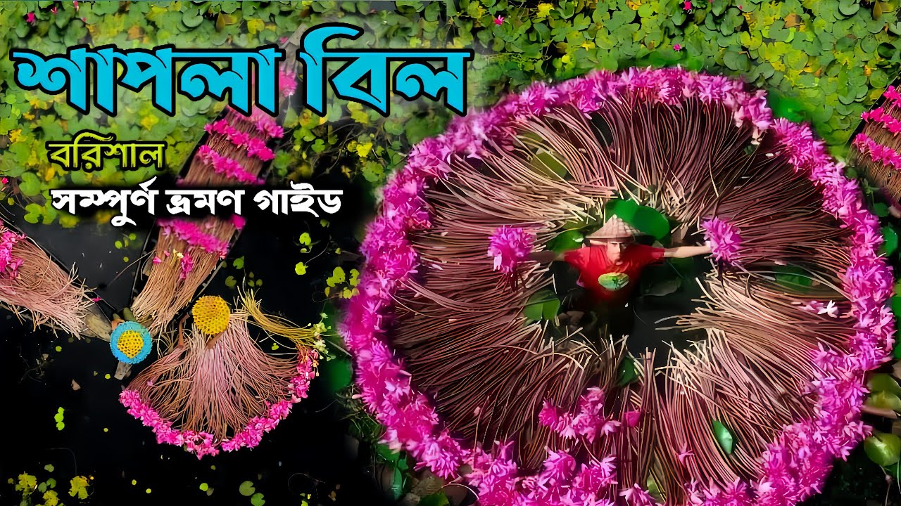 লাল শাপলা বিল | Red Water Lily | Shapla Bill Vromon Guide Barishal | সাতলা | Shapla Bill