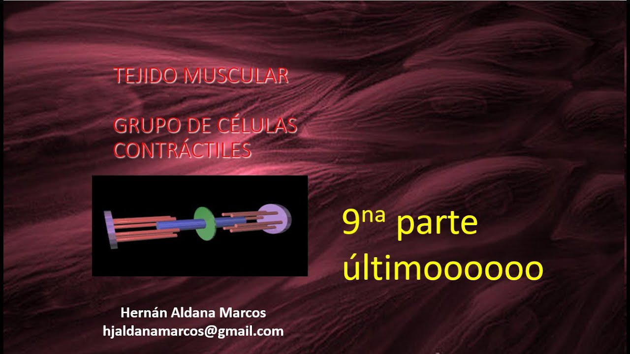 Tejido muscular cardíaco y liso. Noveno video y último. Hernán Aldana Marcos