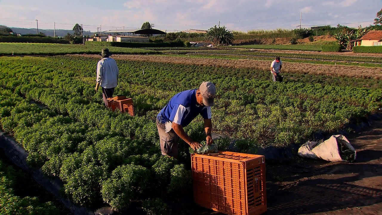Agro Nacional mostra o cultivo de morangos em aquaponia