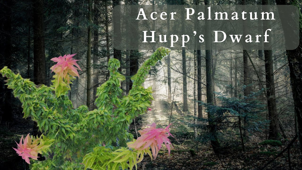The Stunning beauty of Acer Palmatum Hupp’s Dwarf Japanese Maple