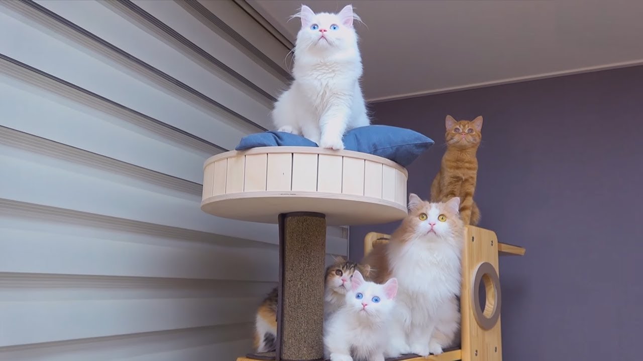 고양이집을 침공한 벌레의 운명은?