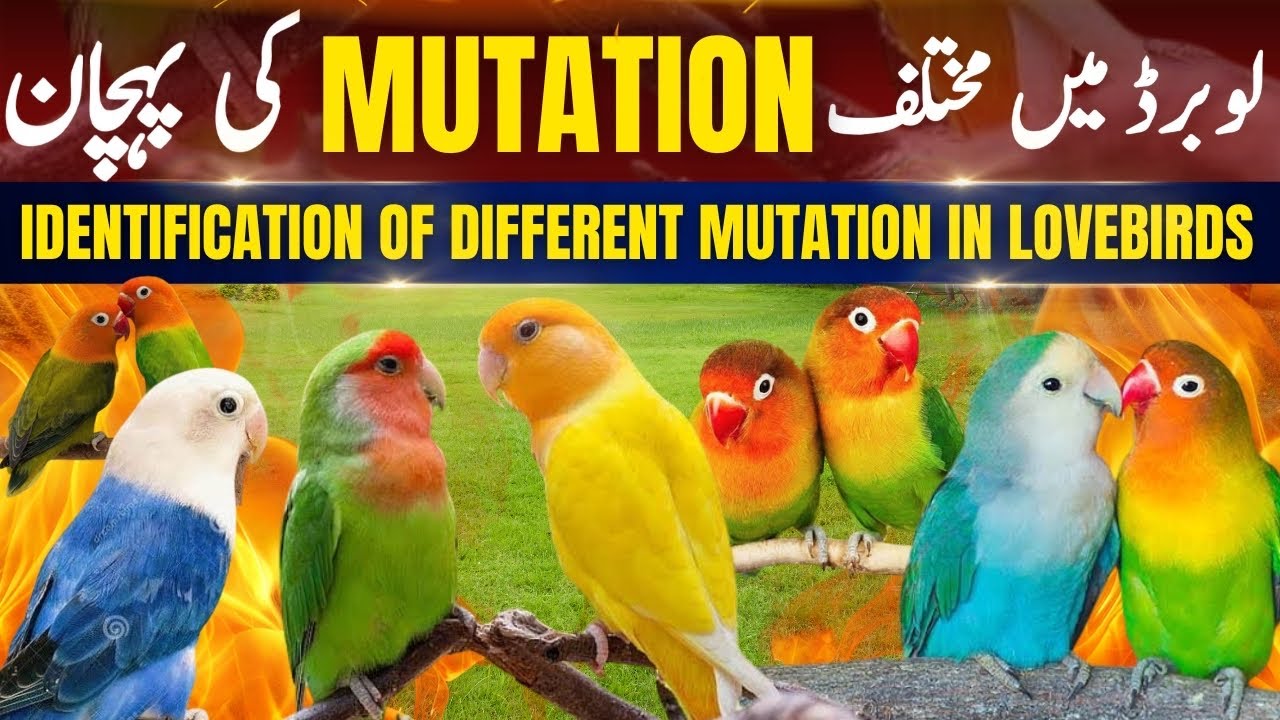 Identification of Different Mutations of Lovebirds | How to Identify Different Lovebird Mutations