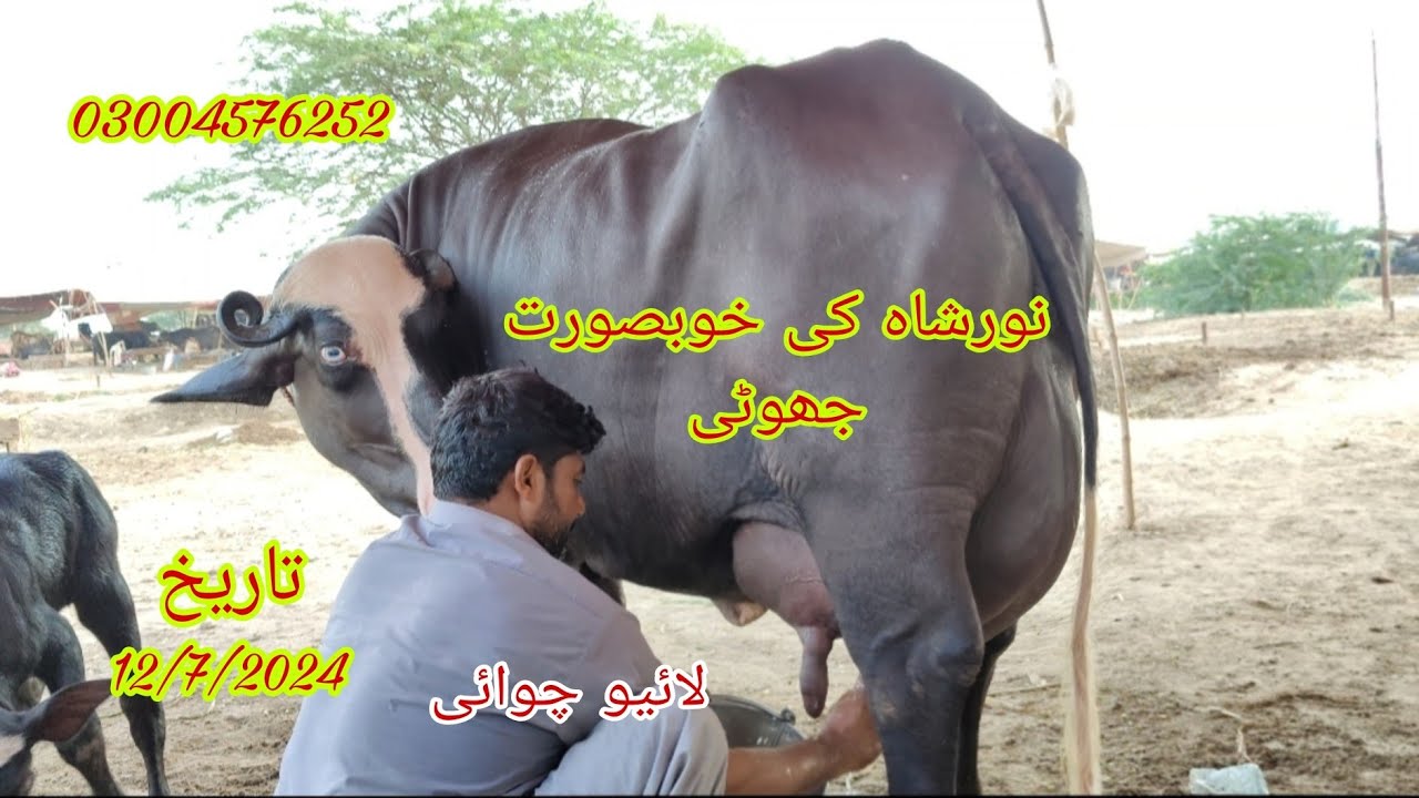 Noor shah ki Khubsurat jhoti For Sale Okara Animal TV 03004576252