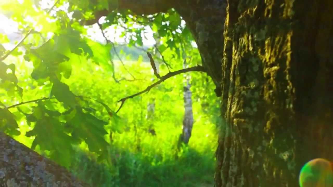 Чашниково - воспоминание о лете | Факультет почвоведения МГУ |