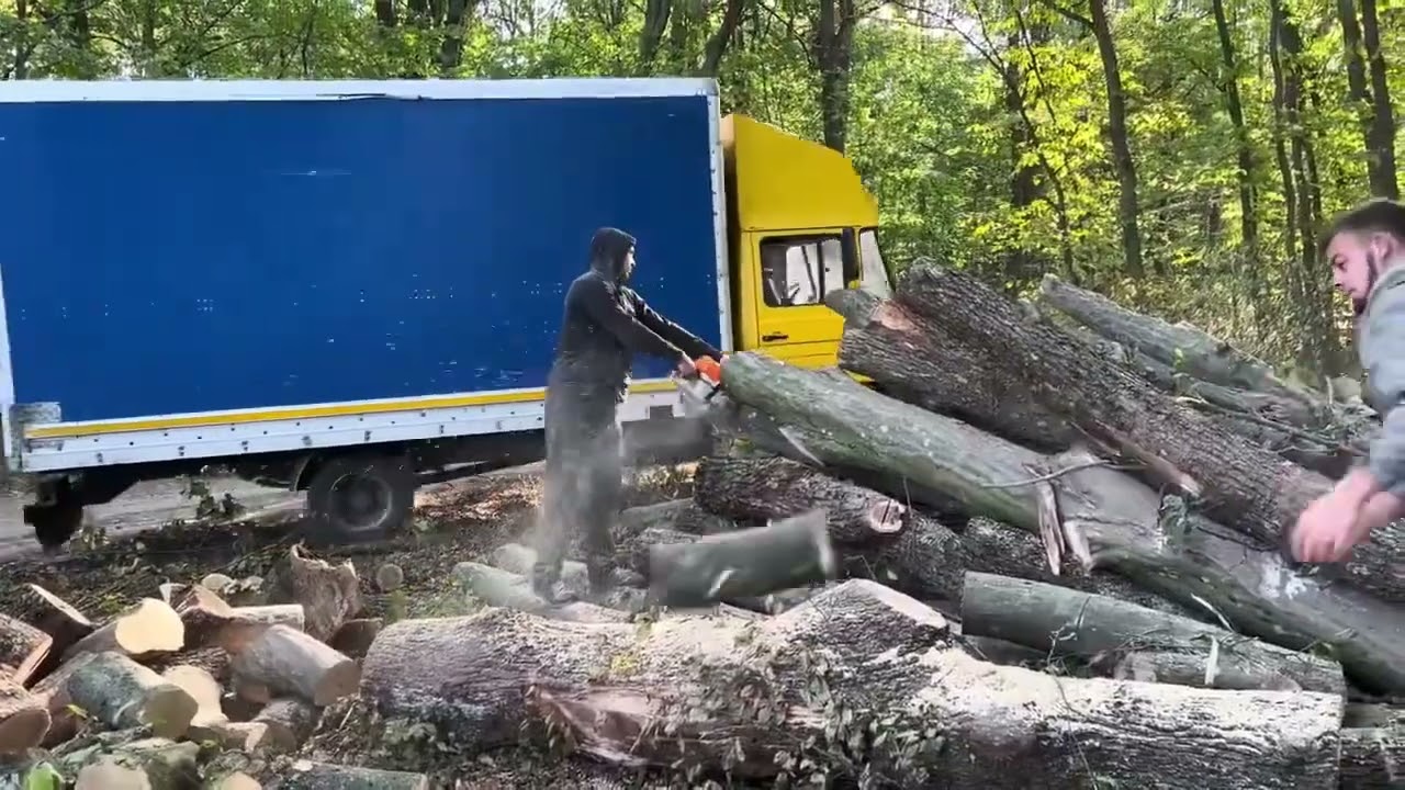 🌳🌳🌳🌳🌳🌳