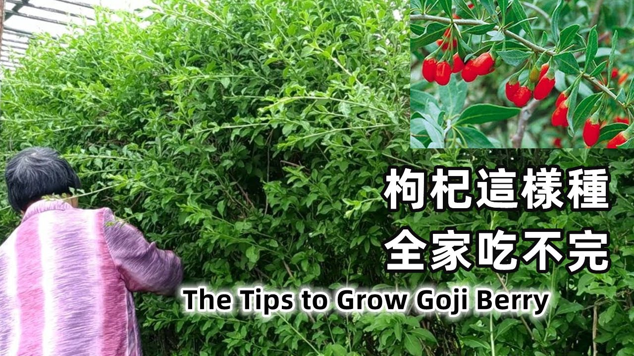 枸杞這樣種，全家吃不完 The Tips to Grow Goji Berry Successfully\Mars Hydro
