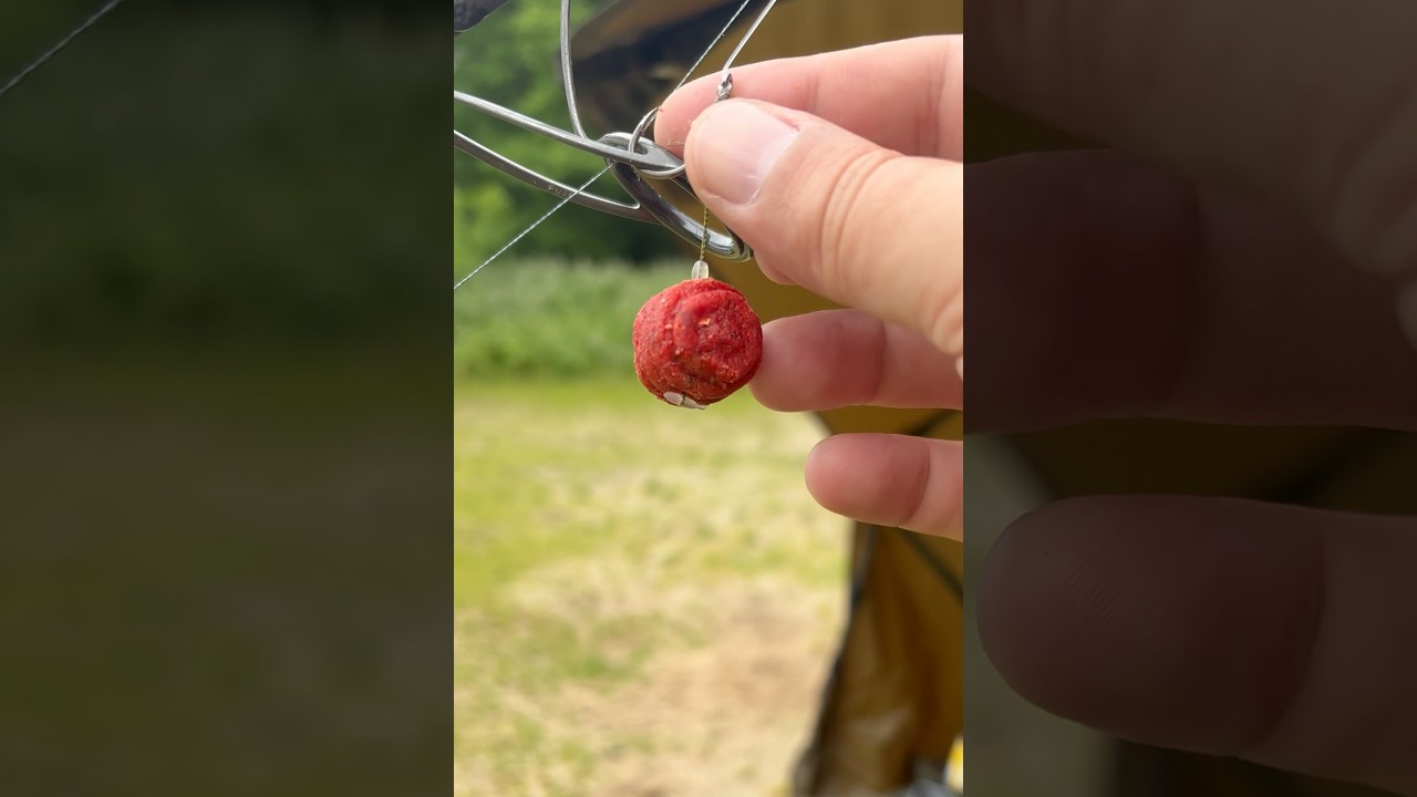 Bouillette Grumb Darkdevil #carpe #carpiste #baits #carpfishing