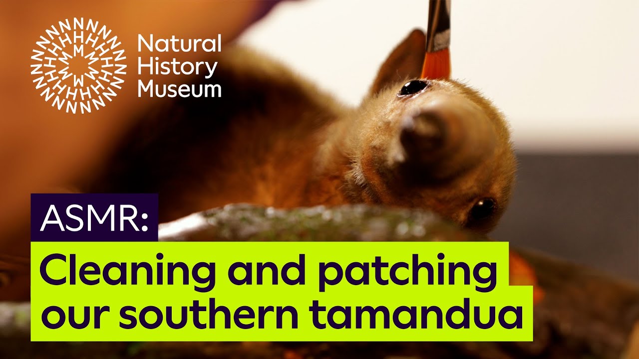 Cleaning and patching a southern tamandua specimen | ASMR