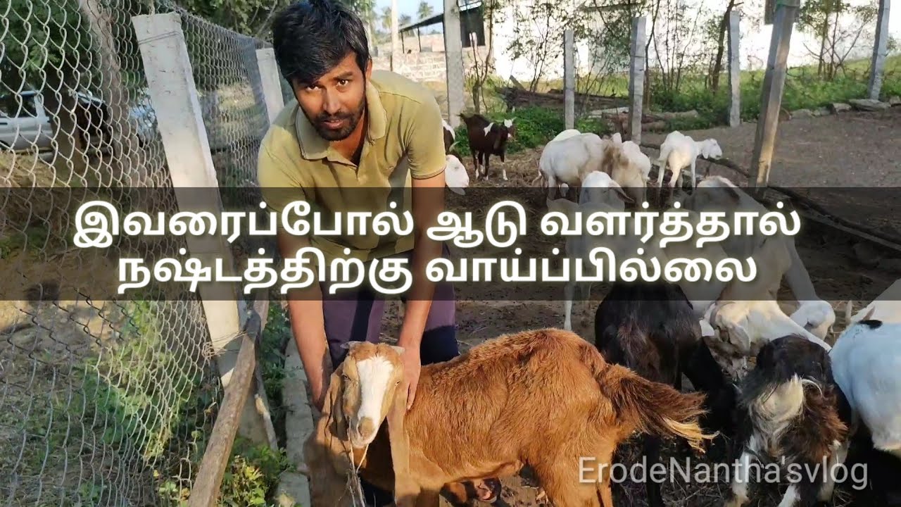 goat farming ஆடு வளர்ப்பில் அதிக லாபம் பெறும் வழி  successful goat farming tamil