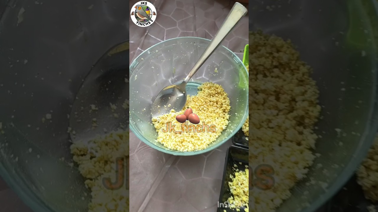 Egg food for my birds #birds #zebrafinchbreeding #bird #finch #finchesbirds #eggfood #birdsfood
