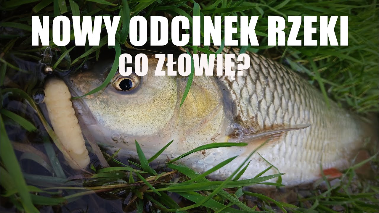 Nowy odcinek rzeki. Co złowię?