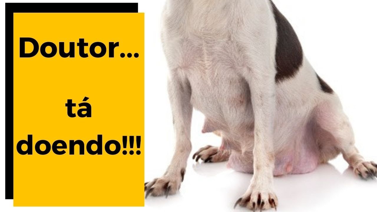 CACHORRO COM MASTITE : Riscos e Tratamento do Leite empedrado ?