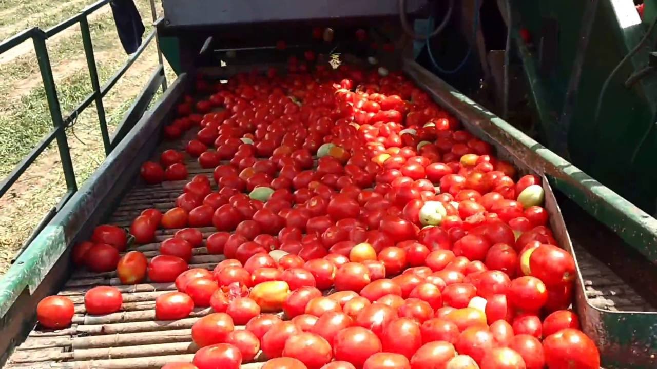 Cosecha de tomate en Mendoza. Cosechadora. Solvencia S.A