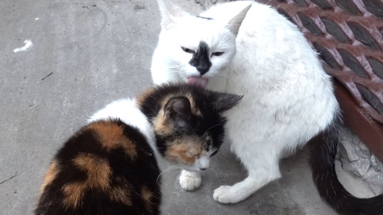 White cat loves her adult daughter and it's so cute