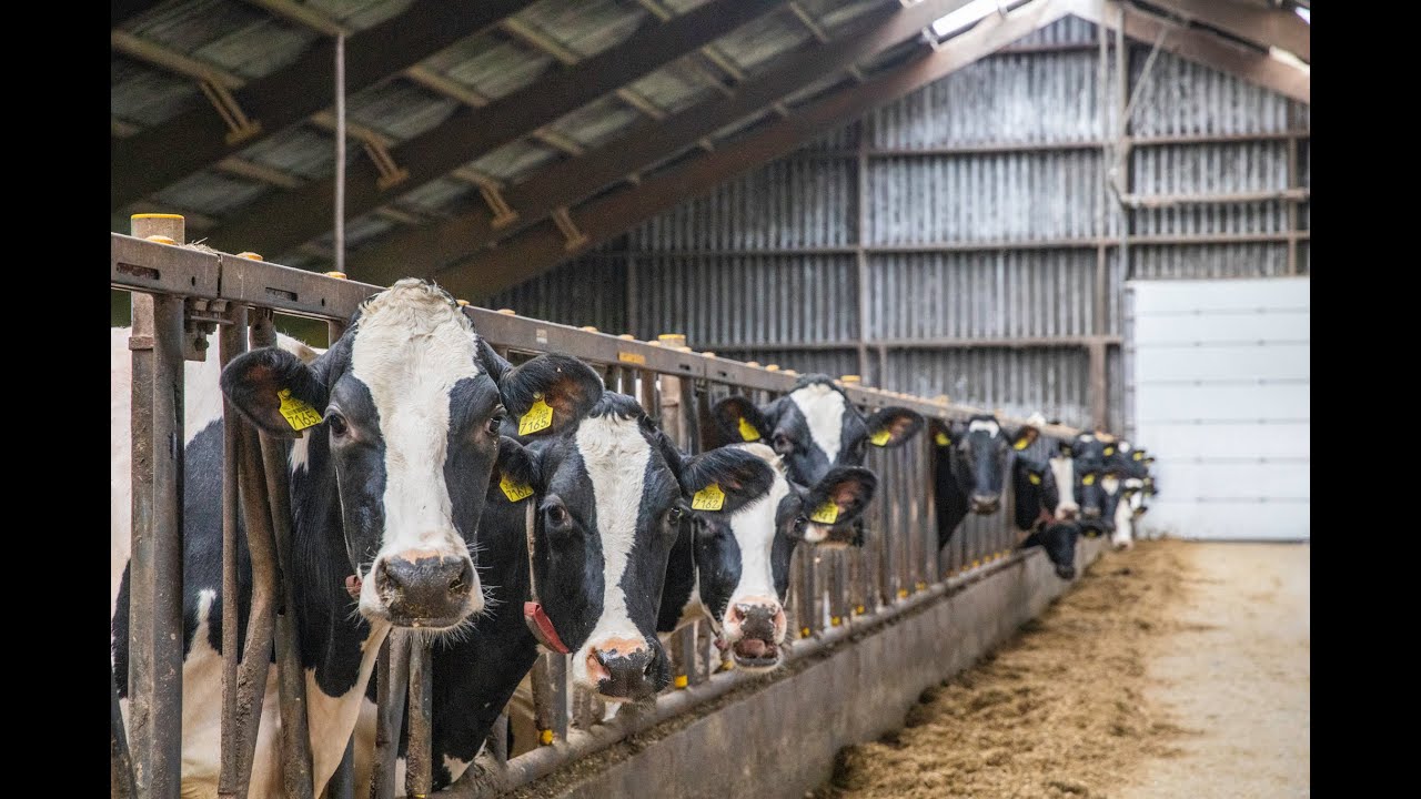 Te koop: Melkveebedrijf Pandijk 1 Oosterhesselen
