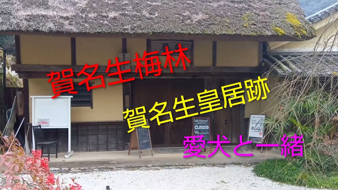 賀名生梅林＆賀名生皇居跡＃雛壇＃奈良県三大梅林＃愛犬