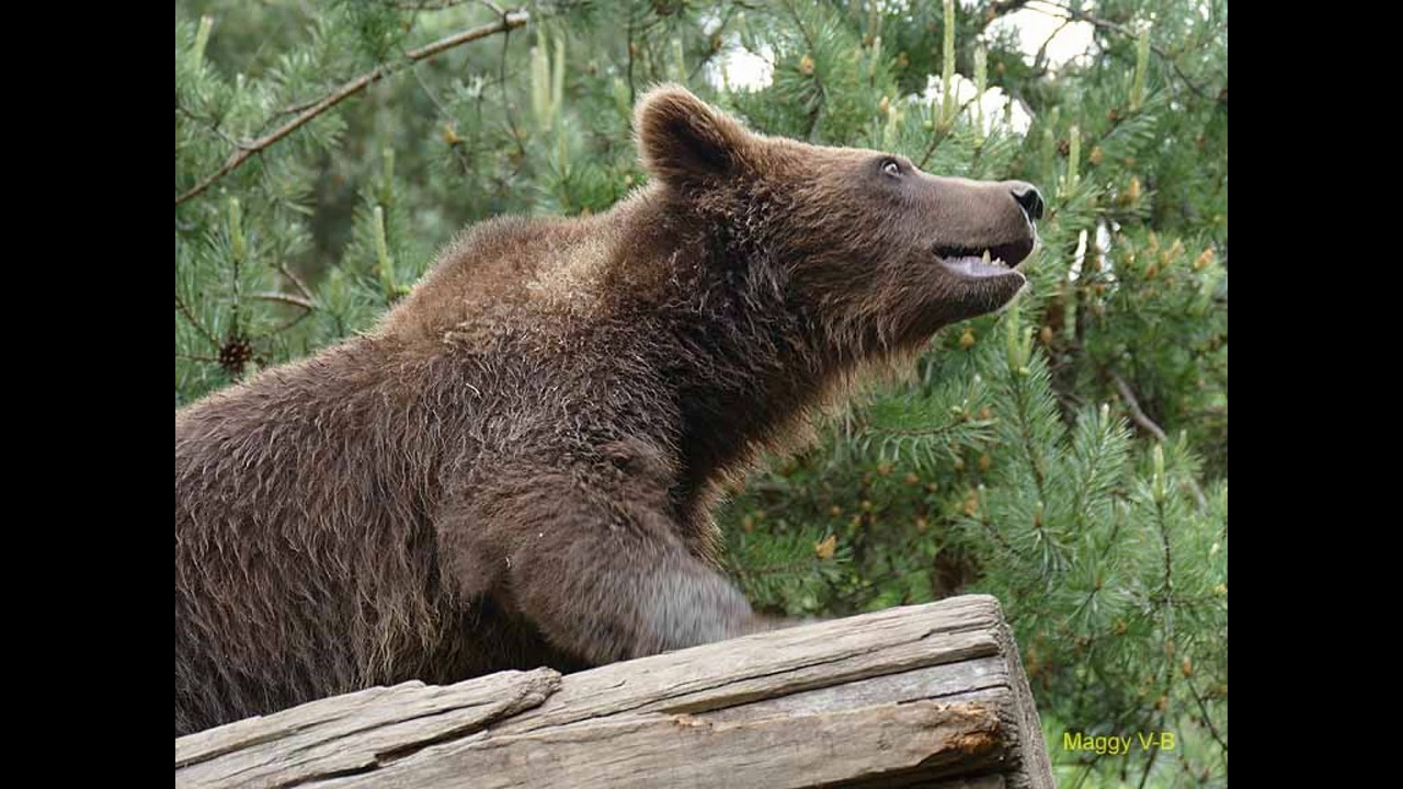 Une petite visite au Parc Animalier des Pyrénées à Argelès-Gazost.
