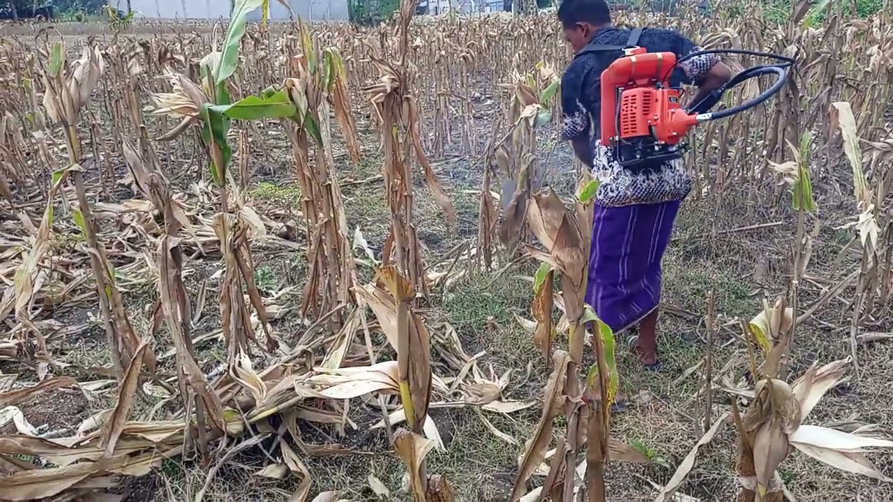 Babat tebon jagung pakai mesin potong rumput (pemula)