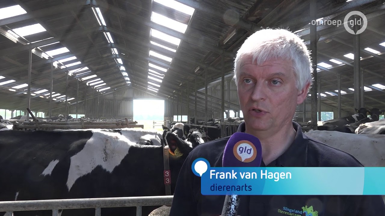 Duizenden koeien dood door zwerfafval: 'Ruim je rotzooi op'