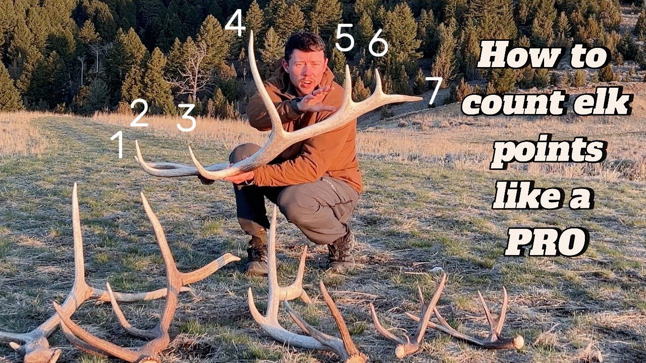 How to count the points of an elk antler
