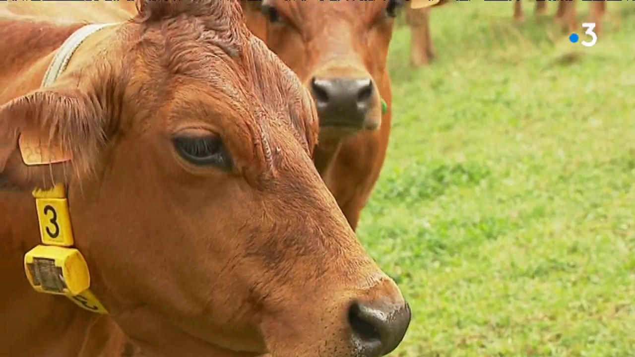 En Savoie, une cagnotte pour valoriser le veau de la belle Tarine
