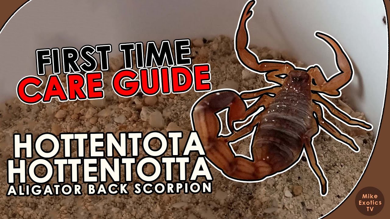 Hottentotta Hottentotta, HH Scorpion, Aligator back scorpion