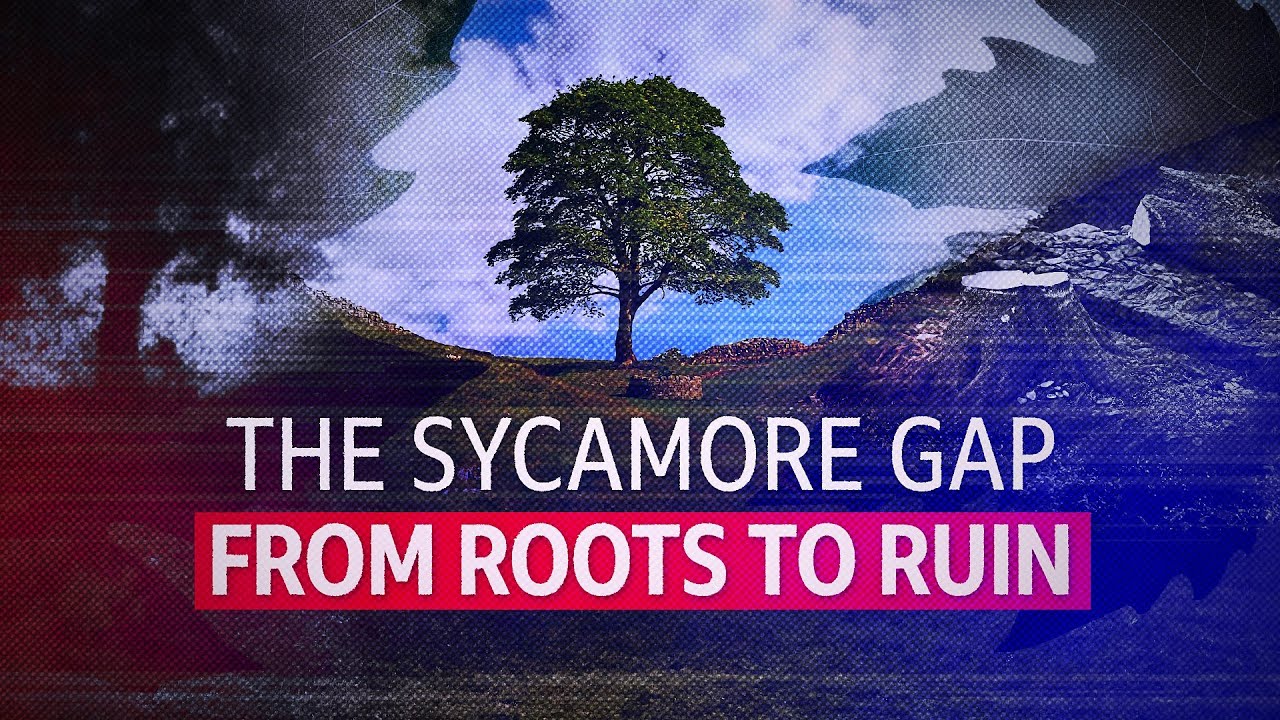 The Sycamore Gap - From Roots to Ruin - BBC The Big Cases
