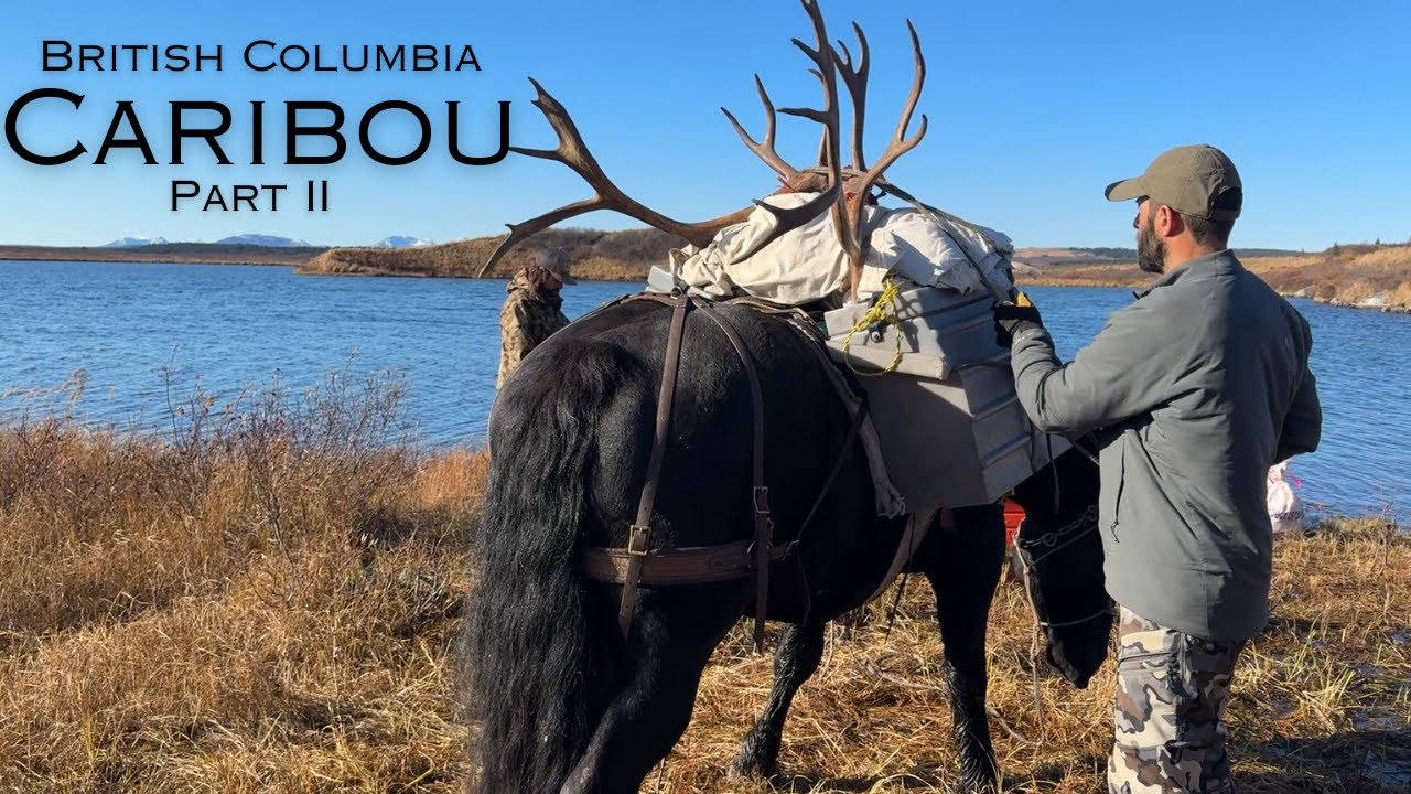 Horseback Caribou Hunting 2025 Part 2